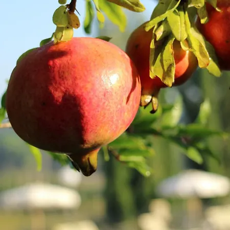 Farm stay La Sovana Sarteano
